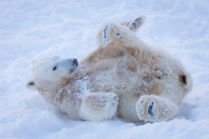 Lapónia e a Magia do Ártico