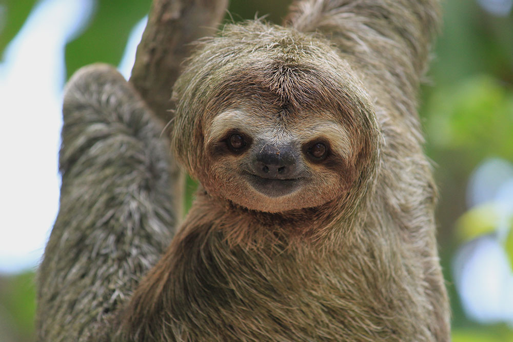 As Cores da Costa Rica com Monteverde